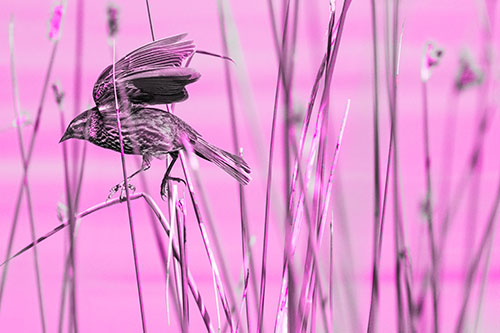 Cattail Jumping Female Red Winged Blackbird (Pink Tone)
