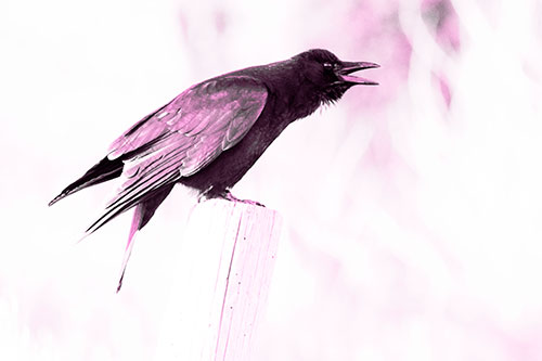 Cawing Crow Atop Crooked Wooden Post (Pink Tone Photo)