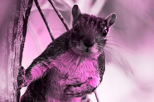 Chest Holding Squirrel Leans Against Tree (Pink Tone Photo)