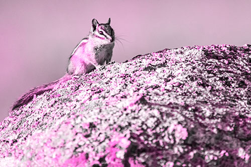 Chipmunk Blending Atop Arching Fungi Rock (Pink Tone Photo)