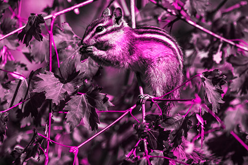 Chipmunk Feasting On Tree Branches (Pink Tone)