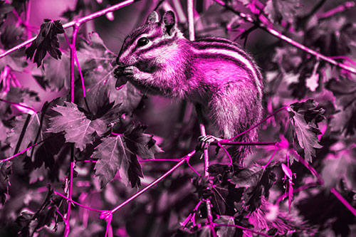 Chipmunk Feasting On Tree Branches (Pink Tone Photo)