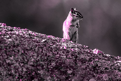 Chipmunk Standing Atop Sloping Fungi Rock (Pink Tone Photo)