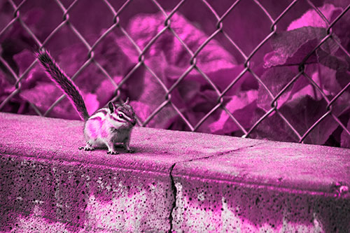 Chipmunk Walking Along Wet Concrete Wall (Pink Tone Photo)