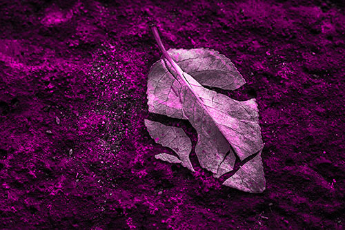 Chipped Leaf Face Rests Atop Pavement (Pink Tone)