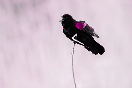 Chirping Red Winged Blackbird Atop Snowy Branch (Pink Tone Photo)
