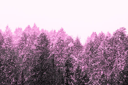 Christmas Snow Blanketing Trees (Pink Tone Photo)