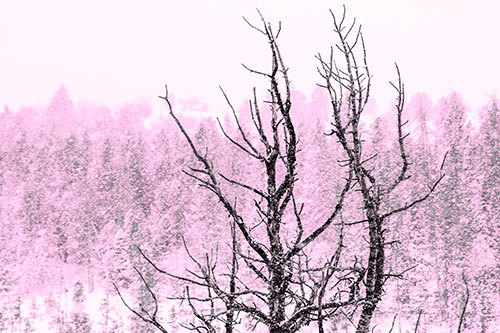 Christmas Snow On Dead Tree (Pink Tone Photo)