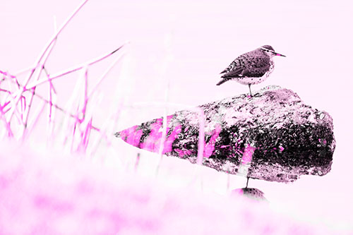 Chubby Dunlin Bird Standing Atop Lake Rock (Pink Tone Photo)