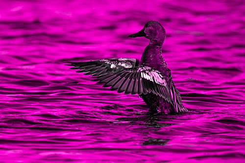 Cinnamon Teal Duck Flaps Wings Among Lake (Pink Tone)