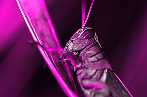 Climbing Grasshopper Crawls Upward (Pink Tone Photo)