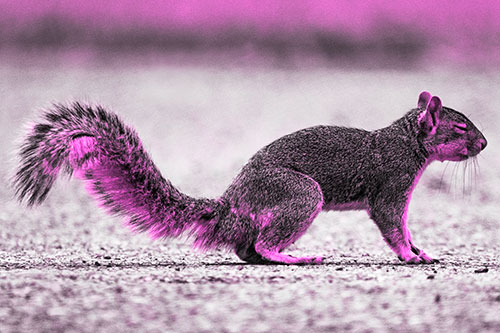 Closed Eyed Squirrel Meditating (Pink Tone Photo)