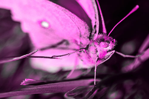 Cloudless Sulphur Butterfly Taking Stance (Pink Tone)