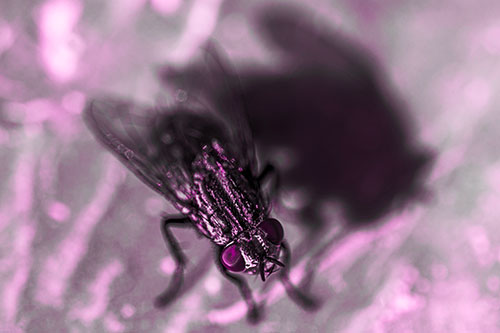 Cluster Fly Casting Shadow Among Sunlight (Pink Tone Photo)
