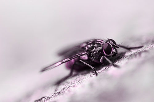 Cluster Fly Perched Among Rock Surface (Pink Tone Photo)