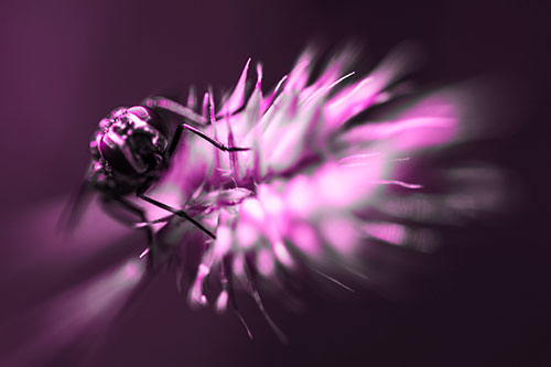 Cluster Fly Rides Plant Top Among Wind (Pink Tone Photo)