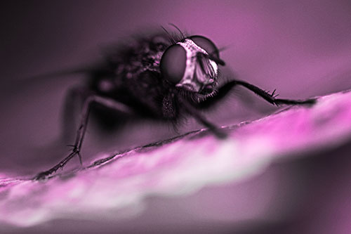 Cluster Fly Standing Atop Dead Sloping Autumn Leaf (Pink Tone Photo)