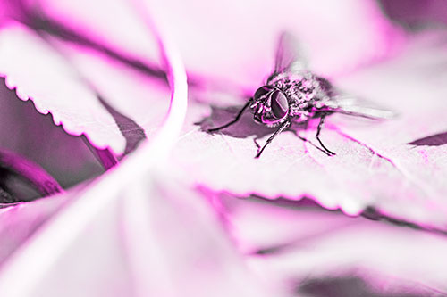 Cluster Fly Standing Atop Stacked Intersecting Leaves (Pink Tone)