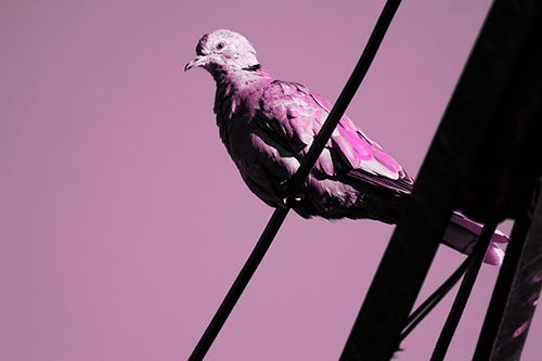 Collared Dove Perched Atop Wire (Pink Tone Photo)