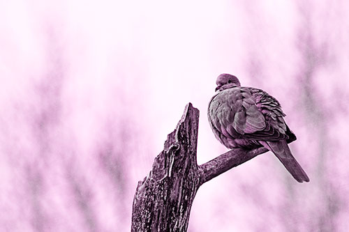 Collared Dove Sitting Atop Broken Tree (Pink Tone)