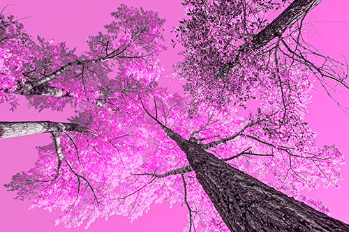 Colorful Towering Autumn Trees Among Clear Sky (Pink Tone)