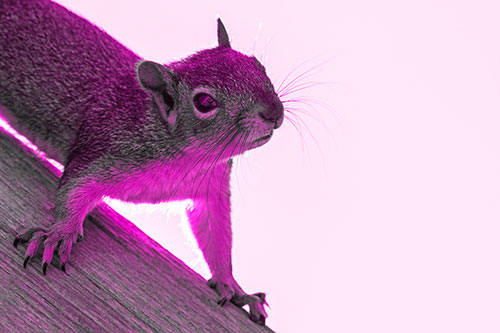 Confused Head Tilting Squirrel Standing Along Wooden Pole (Pink Tone)