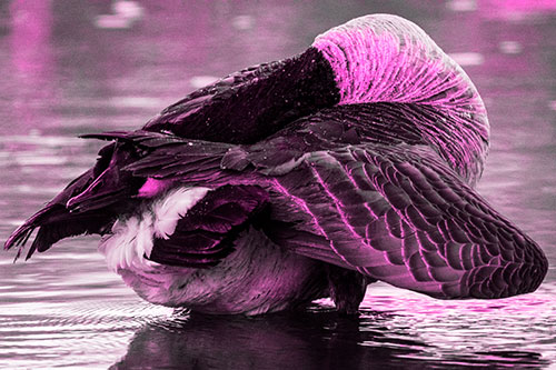 Contorting Canadian Goose Playing Peekaboo (Pink Tone Photo)