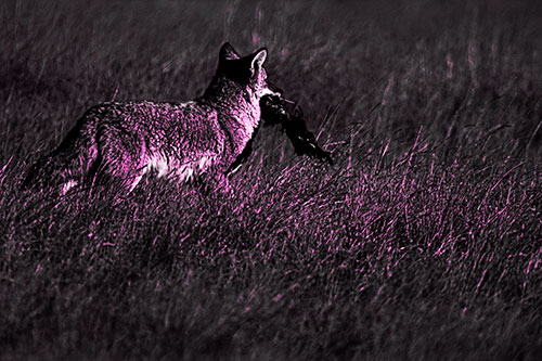 Coyote Heads Towards Forest Carrying Dead Animal Carcass (Pink Tone Photo)