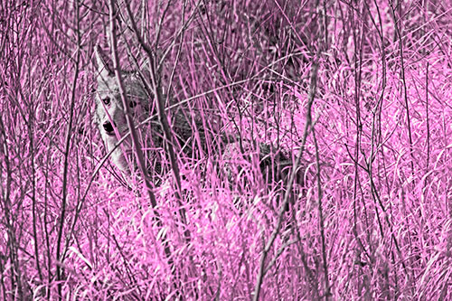 Coyote Makes Eye Contact Among Tall Grass (Pink Tone Photo)