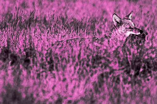 Coyote Running Through Tall Grass (Pink Tone Photo)