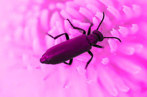 Crawling Oedemera Beetle Searching Atop Dandelion (Pink Tone)