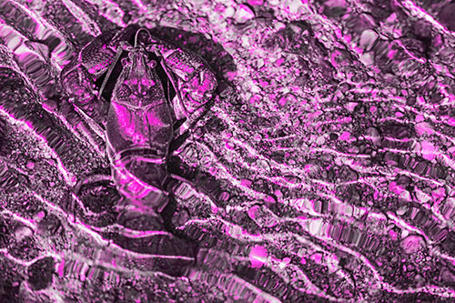 Crayfish Holds Onto Riverbed Floor Among Rippling Water (Pink Tone Photo)