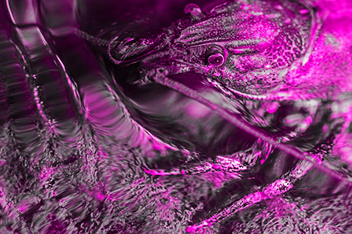 Crayfish Swims Against Rippling Water (Pink Tone Photo)