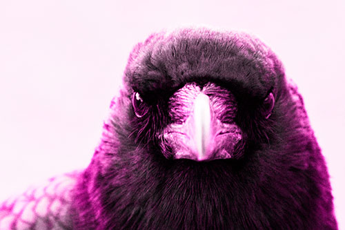Creepy Close Eye Contact With A Crow (Pink Tone Photo)