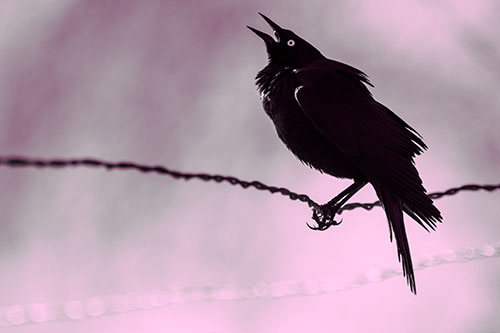 Croaking Grackle Balances Atop Fence Wire (Pink Tone Photo)