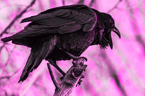 Croaking Raven Perched Atop Broken Tree Branch (Pink Tone Photo)
