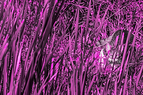 Crouching Cat Hunting Among Tall Reed Grass (Pink Tone)