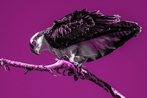Crouching Osprey Hawk Looking Below Shredded Tree Branch (Pink Tone)