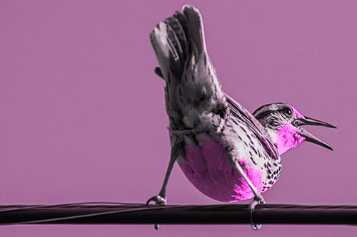 Crouching Western Meadowlark Singing Towards Sunlight (Pink Tone)