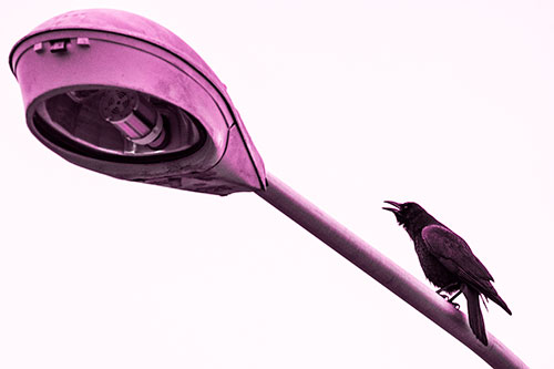 Crow Cawing Atop Sloping Light Pole (Pink Tone Photo)
