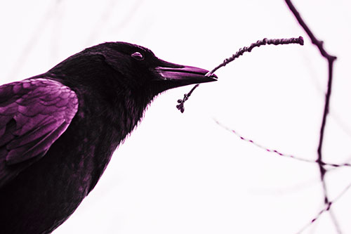 Crow Clasping Stick Among Tree Branches (Pink Tone Photo)