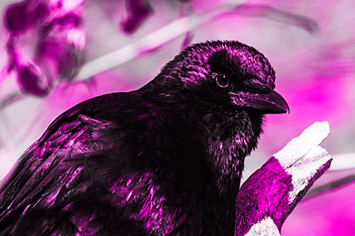 Crow Enjoys Sunshine Atop Broken Tree Branch (Pink Tone Photo)