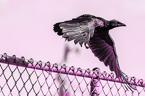 Crow Flying Over Chain Link Fence (Pink Tone)