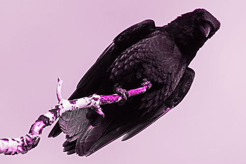 Crow Glancing Downward Atop Decaying Tree Branch (Pink Tone Photo)