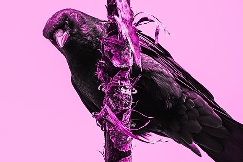 Crow Glaring Downward Atop Peeling Tree Branch (Pink Tone Photo)