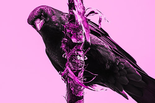 Crow Glaring Downward Atop Peeling Tree Branch (Pink Tone)