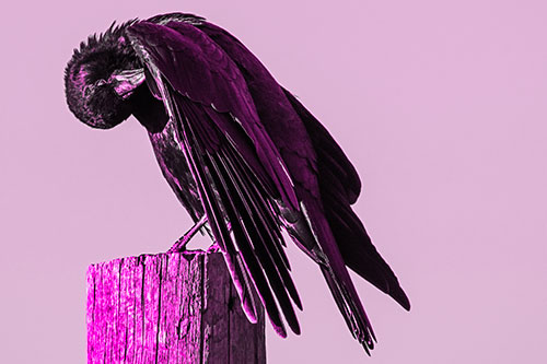 Crow Grooming Wing Atop Wooden Post (Pink Tone Photo)