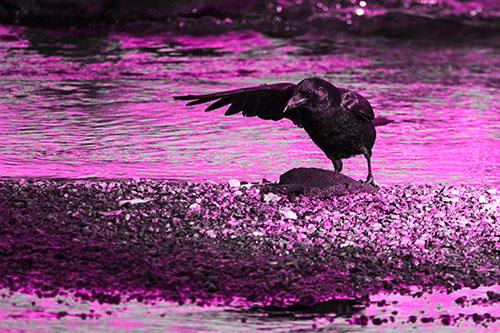 Crow Pointing Upstream Using Wing (Pink Tone Photo)