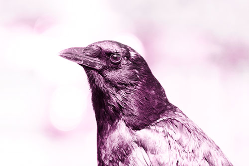Crow Posing For Headshot (Pink Tone Photo)