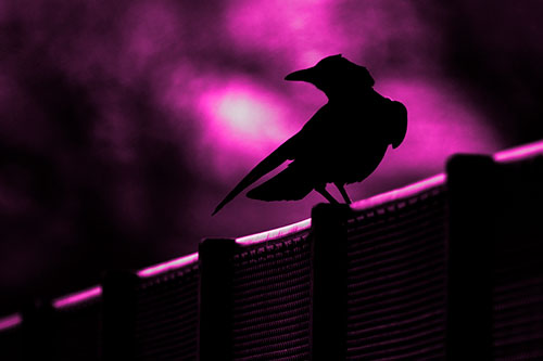 Crow Silhouette Atop Guardrail (Pink Tone Photo)